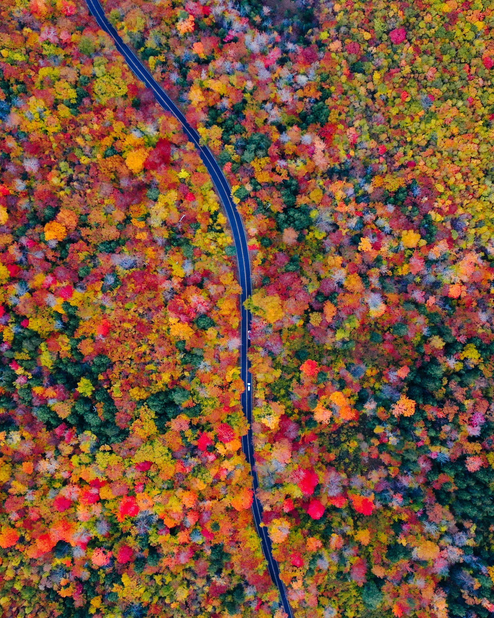 a single road winds through a dense forest of trees